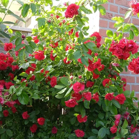 Haus Nikolaus 4 * Kellenhusen